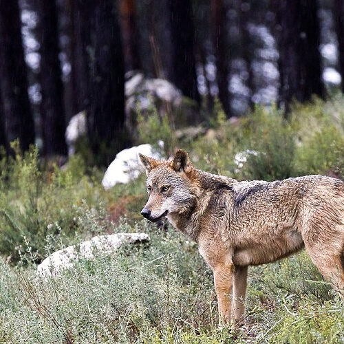 Interpuesto recurso contra la orden ministerial que incluye al lobo en el Listado de Especies en Régimen de Protección Especial