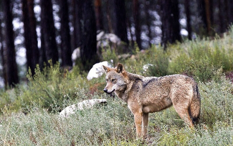 Interpuesto recurso contra la orden ministerial que incluye al lobo en el Listado de Especies en Régimen de Protección Especial