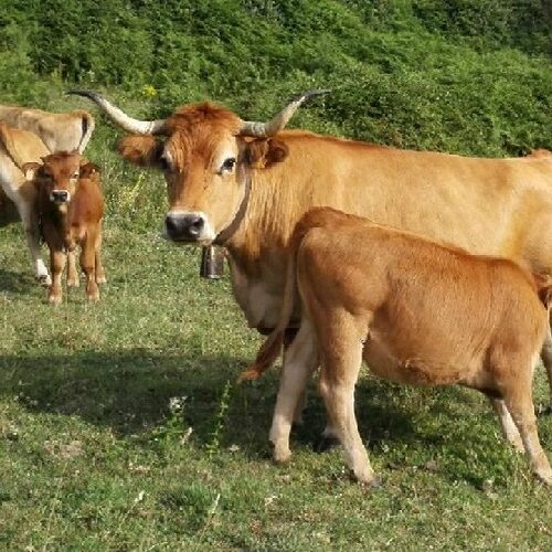 Asturias es declarada zona libre de tuberculosis bovina por la Unión Europea