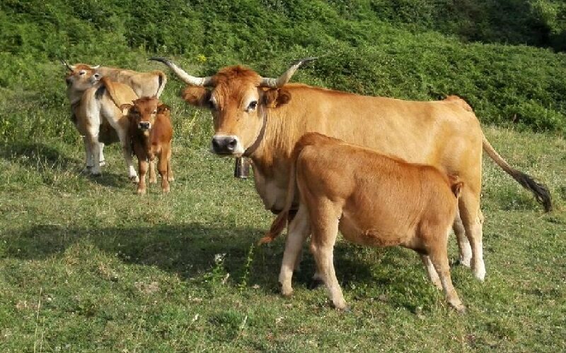 Asturias es declarada zona libre de tuberculosis bovina por la Unión Europea