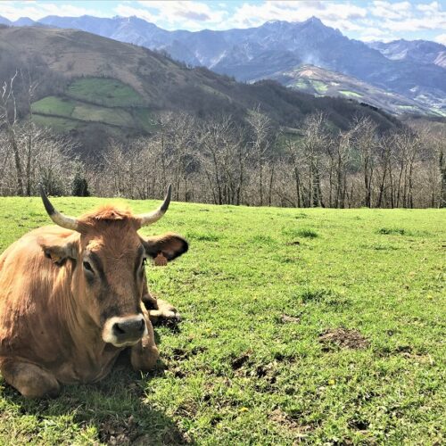 El Gobierno de Asturias pone a disposición del sector primario las ayudas de la Política Agraria Común