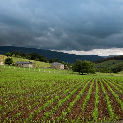 El programa ‘Incorpórate al agro’ contempla ayudas para fomentar el empleo en el sector primario asturiano