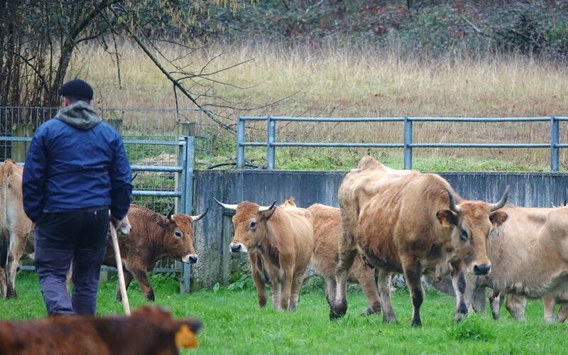 Medio Rural publica las bases de ayudas para la modernización, mejora ambiental y prevención de daños en explotaciones agrarias asturianas