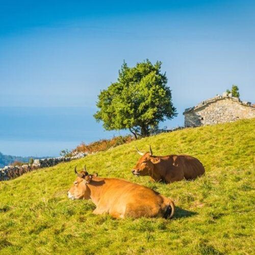 Medio Rural constituye una comisión gestora en la IGP Ternera Asturiana