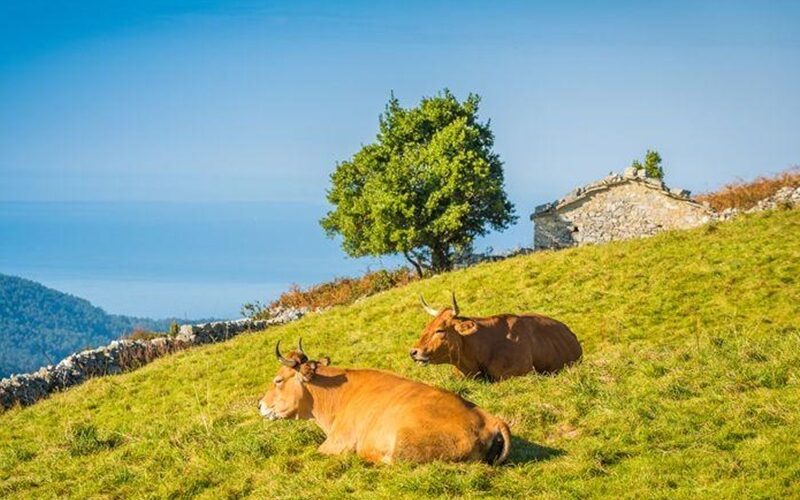 Medio Rural constituye una comisión gestora en la IGP Ternera Asturiana