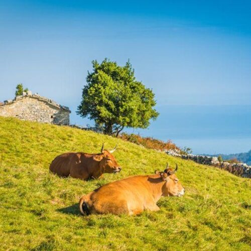 Medio Rural publica una nueva convocatoria de ayudas Leader dotada con 9 millones de euros