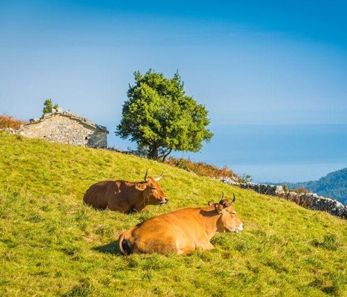 Medio Rural publica una nueva convocatoria de ayudas Leader dotada con 9 millones de euros