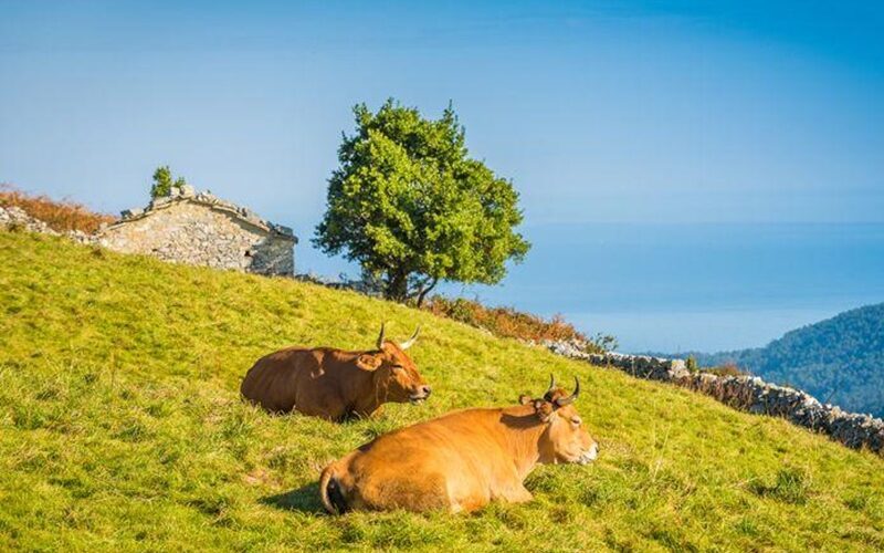 Medio Rural publica una nueva convocatoria de ayudas Leader dotada con 9 millones de euros